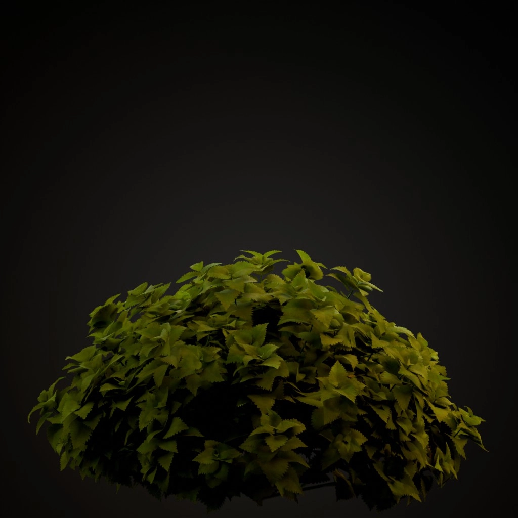 Coleus