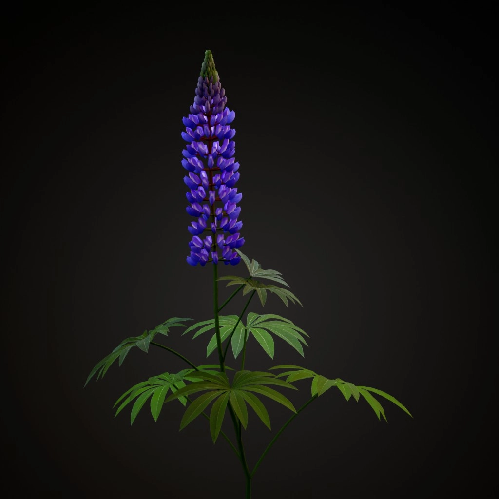 Bigleaf Lupine