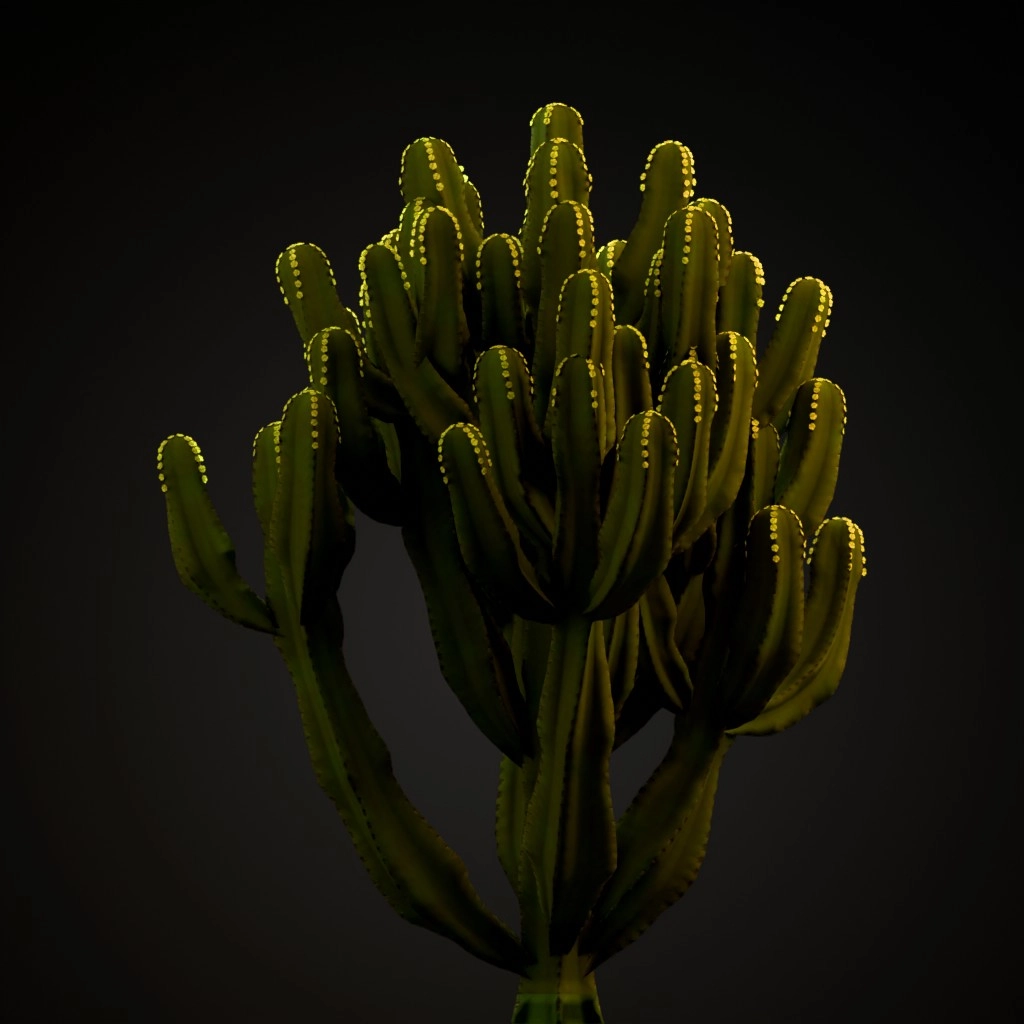 Candelabra Tree