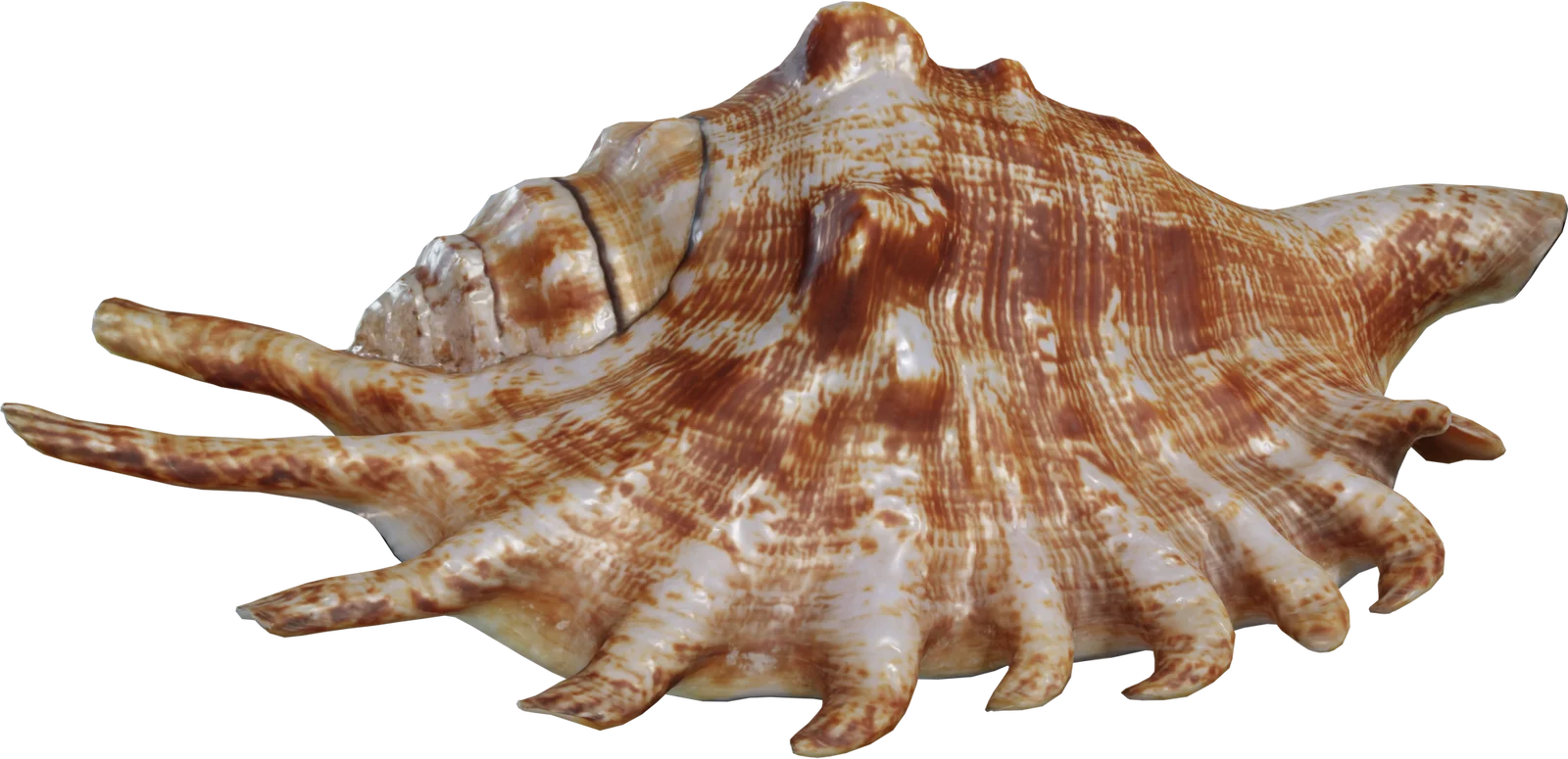 Lambis Spider Conch Seashell