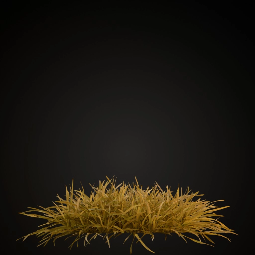 Grass Lawn