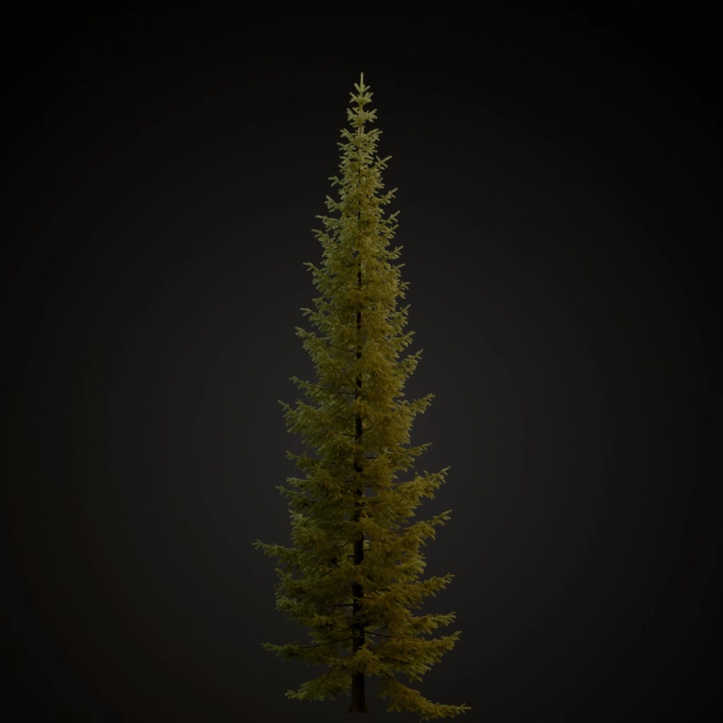 Engelmann Spruce