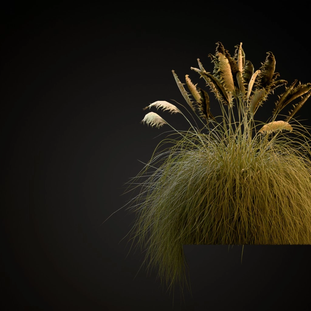 Pampas Grass