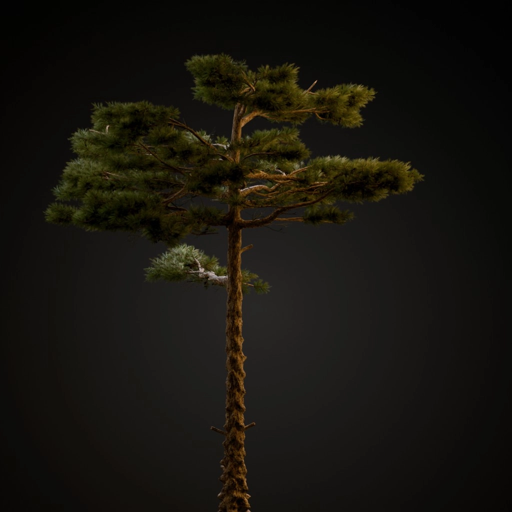 Huangshan Pine