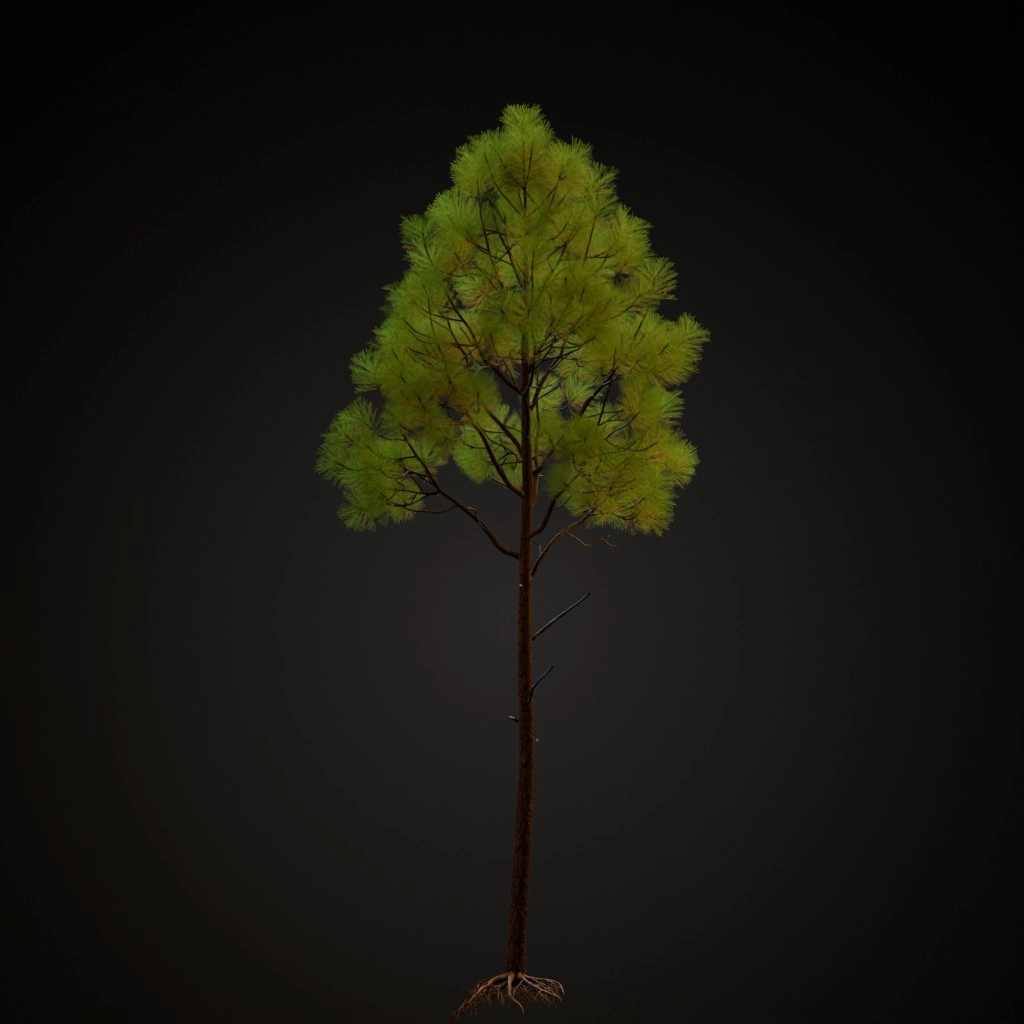 Slash Pine