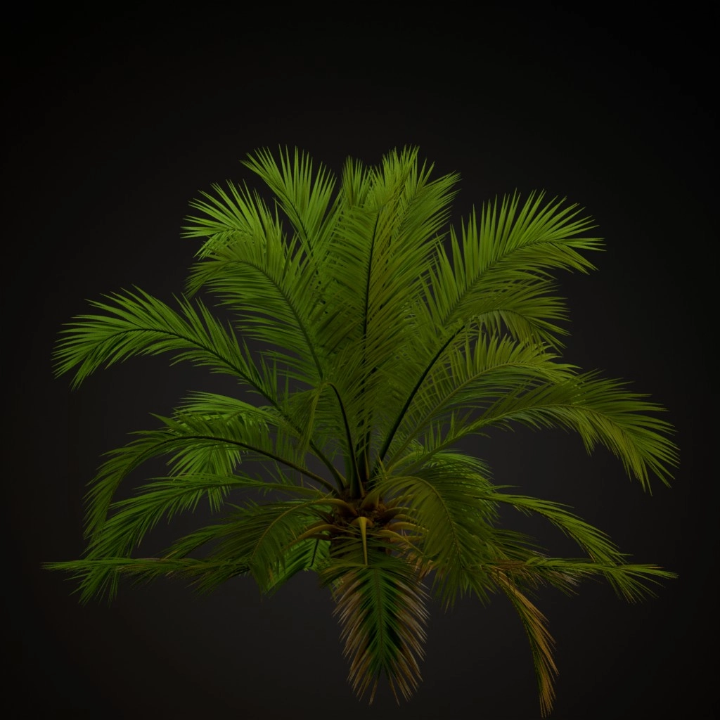 Canary Island Date Palm