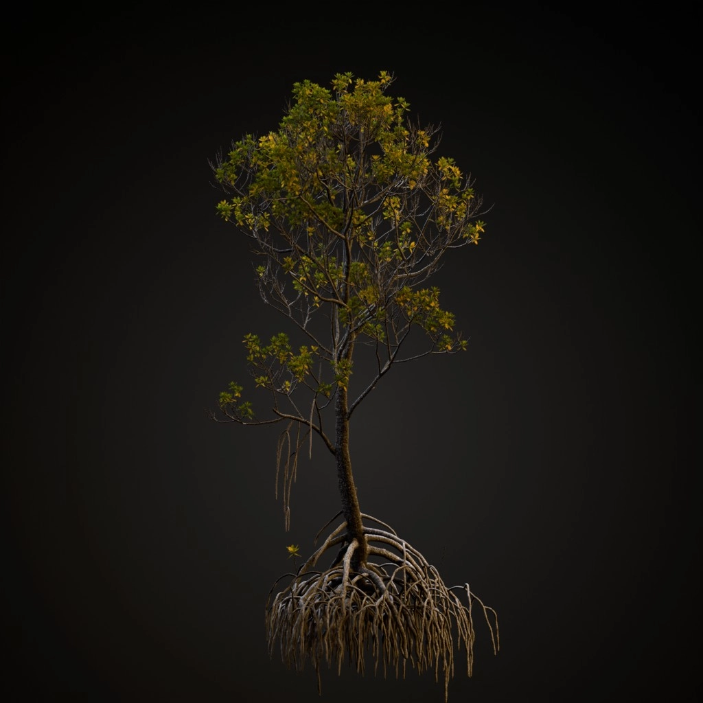 Mangrove