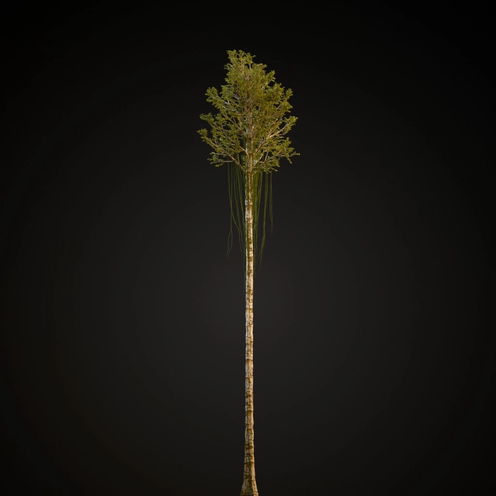 Agarwood
