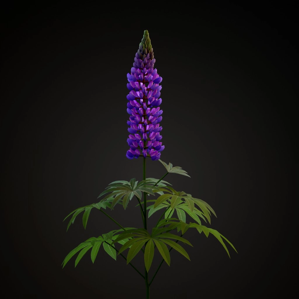 Bigleaf Lupine