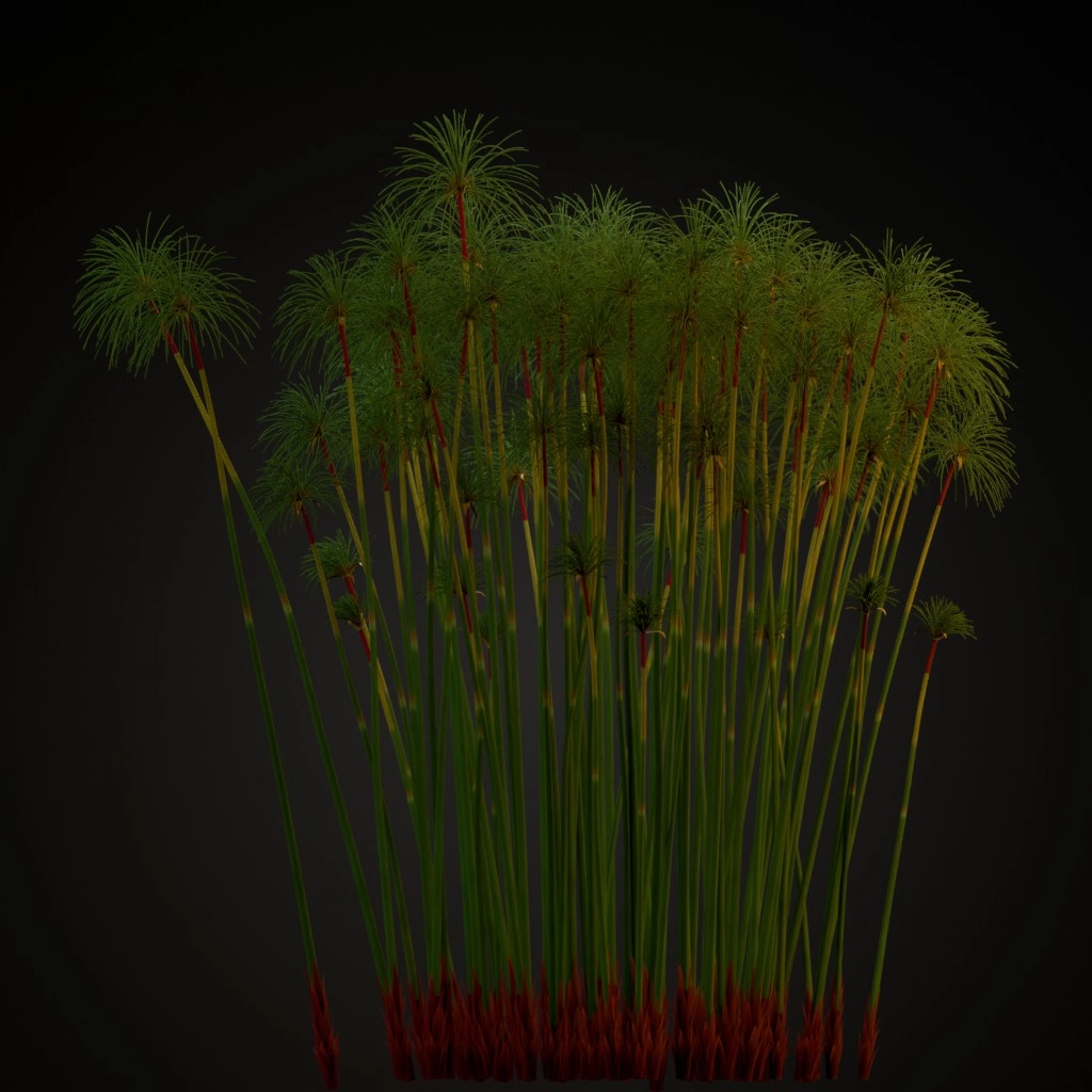 Papyrus