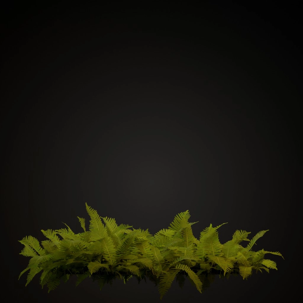 Common Polypody