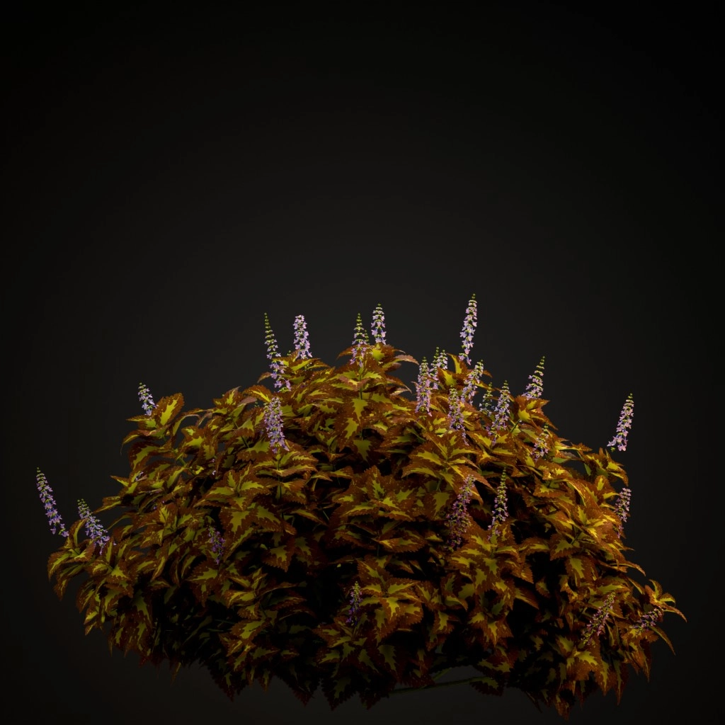 Saturn Coleus