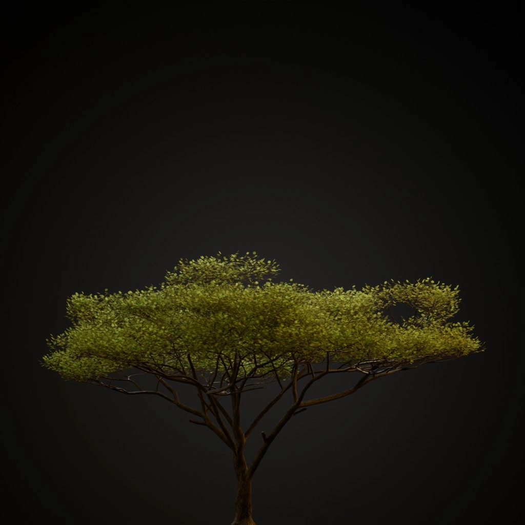 Umbrella Thorn Acacia