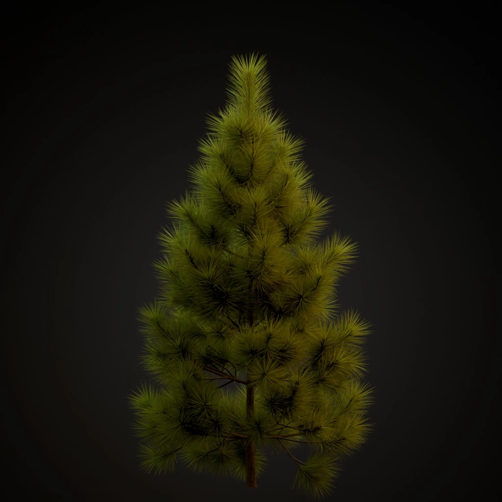Ponderosa Pine V2