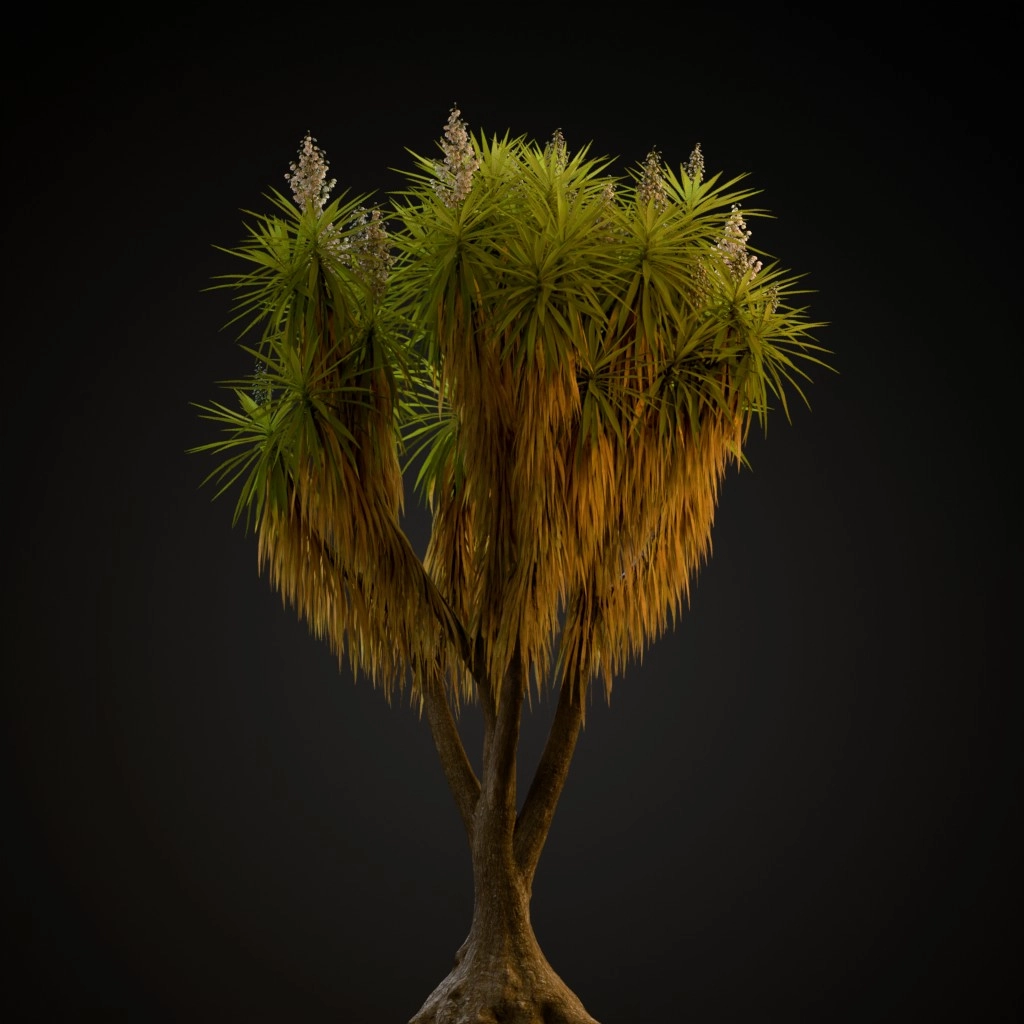 Spineless Yucca
