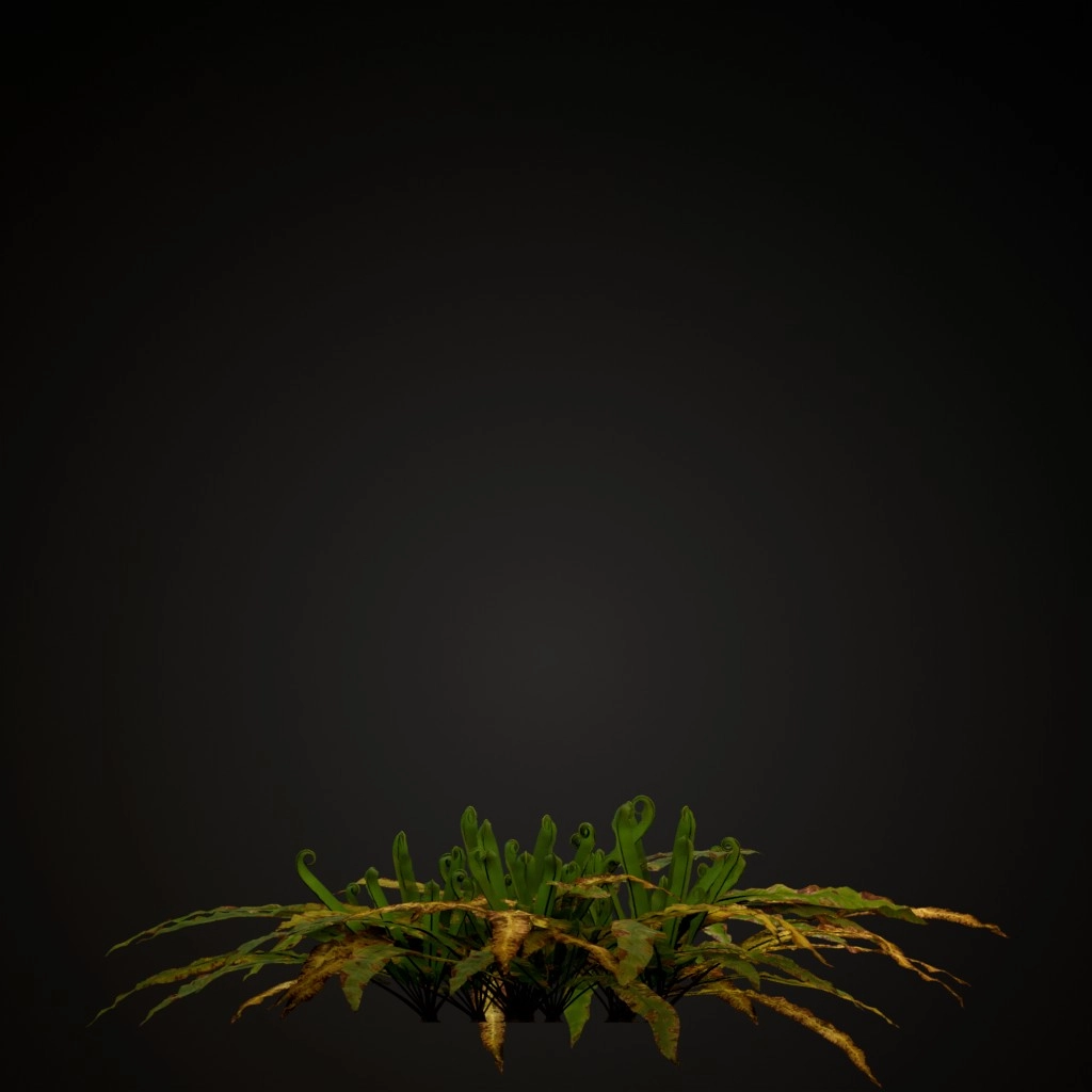 Hart's Tongue Fern