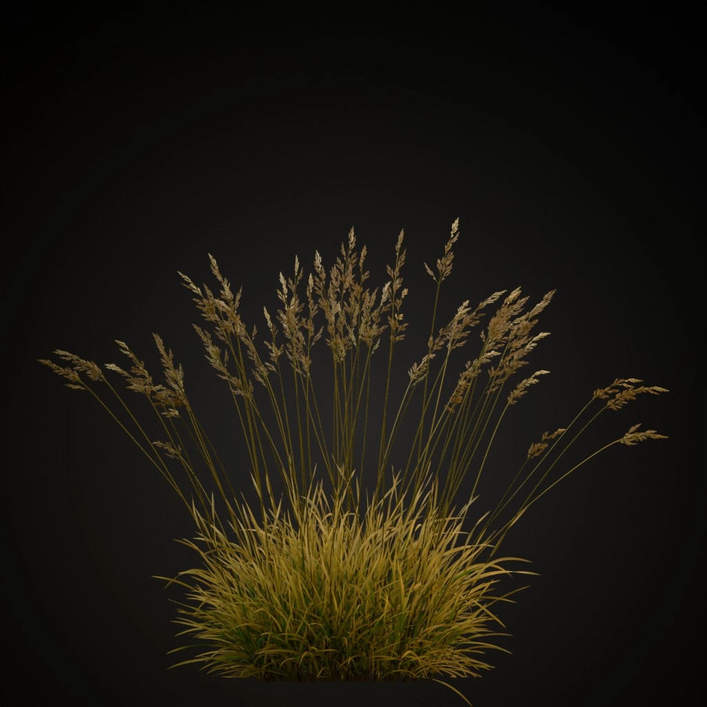Red Fescue
