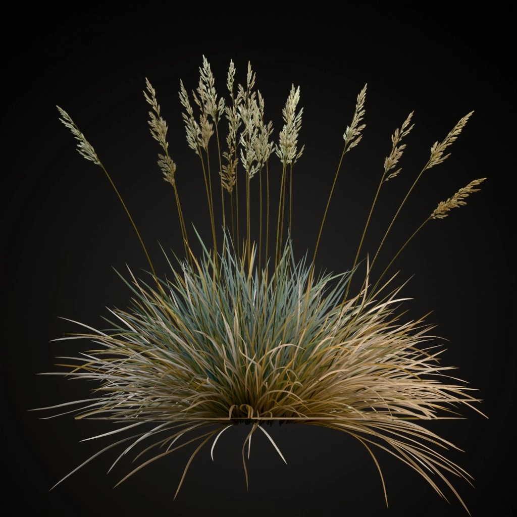 Blue Fescue