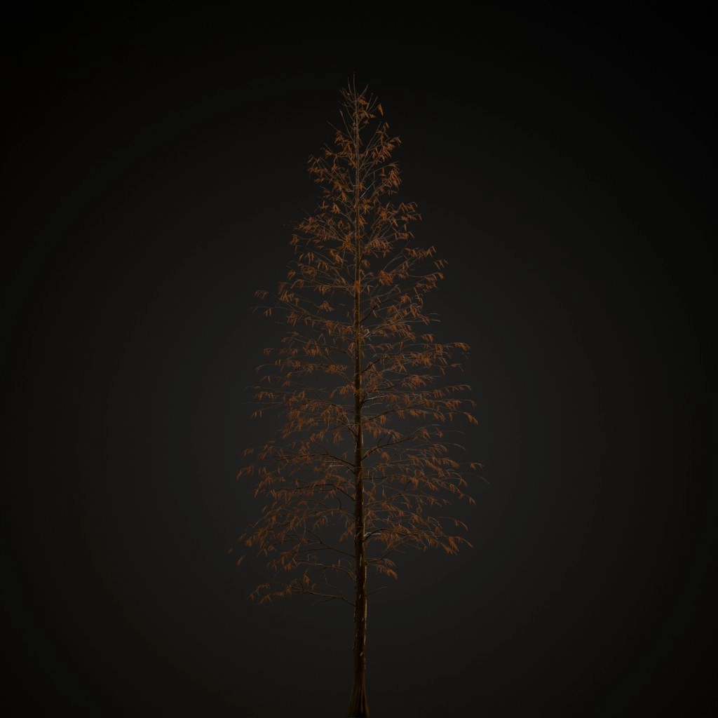 Bald Cypress V3