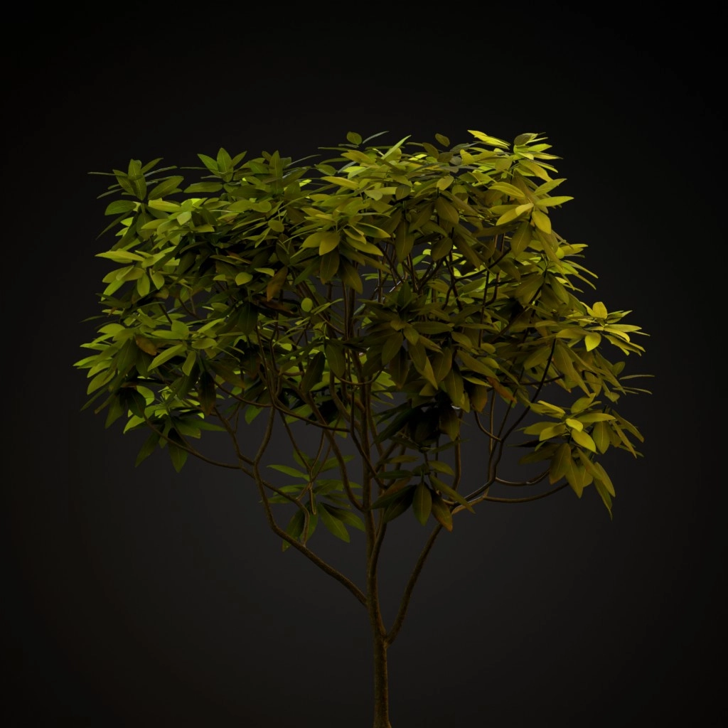 Nova Zembla Rhododendron