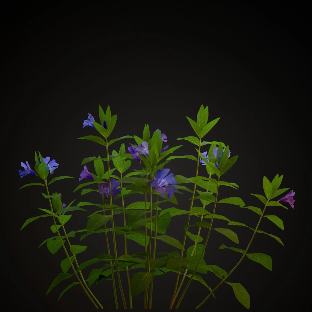 Lesser Periwinkle