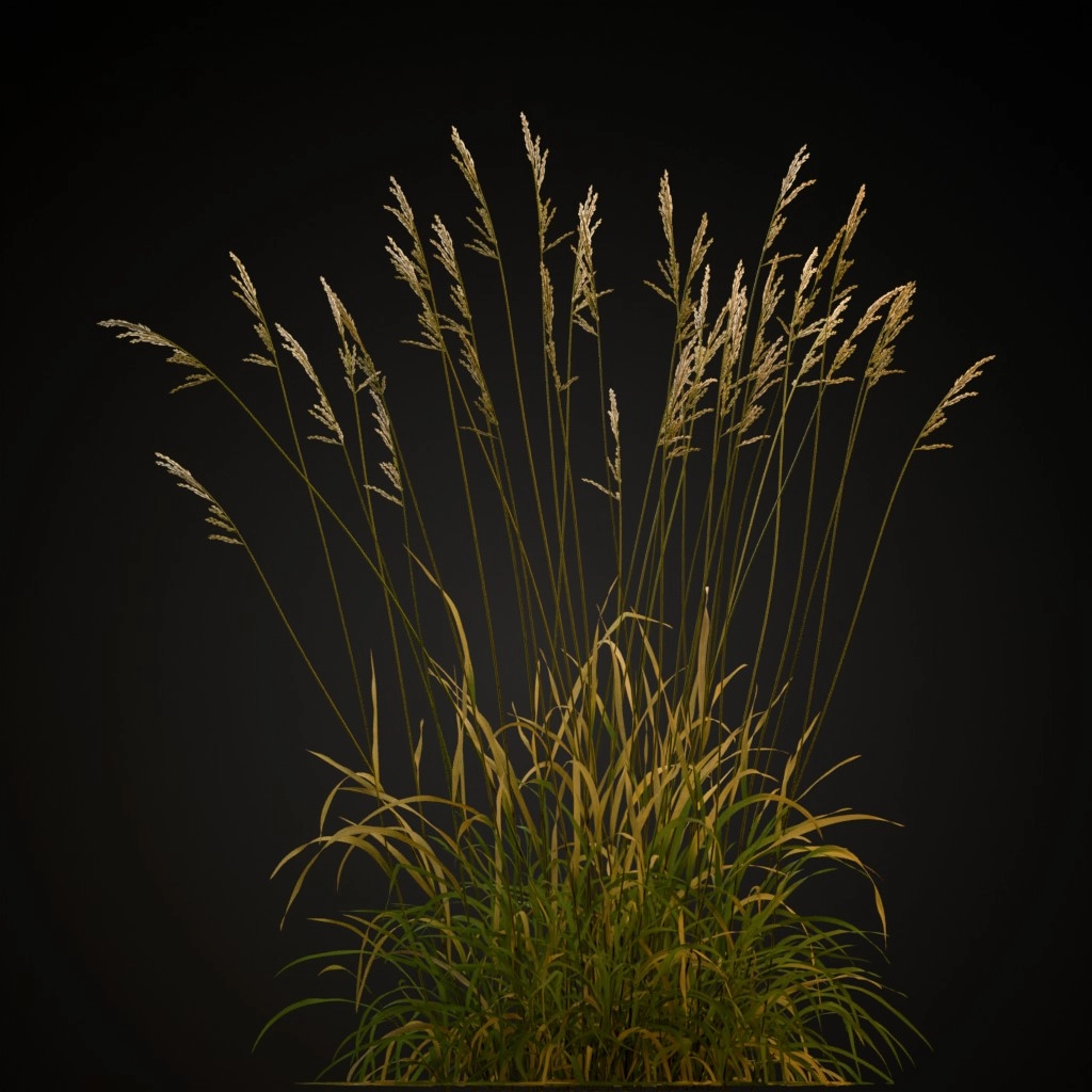 Tall Fescue