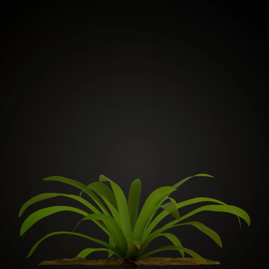 Red Guzmania