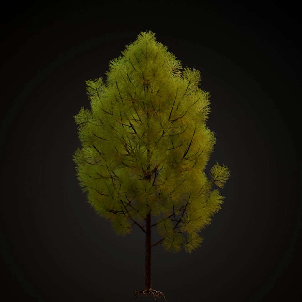 Slash Pine V3