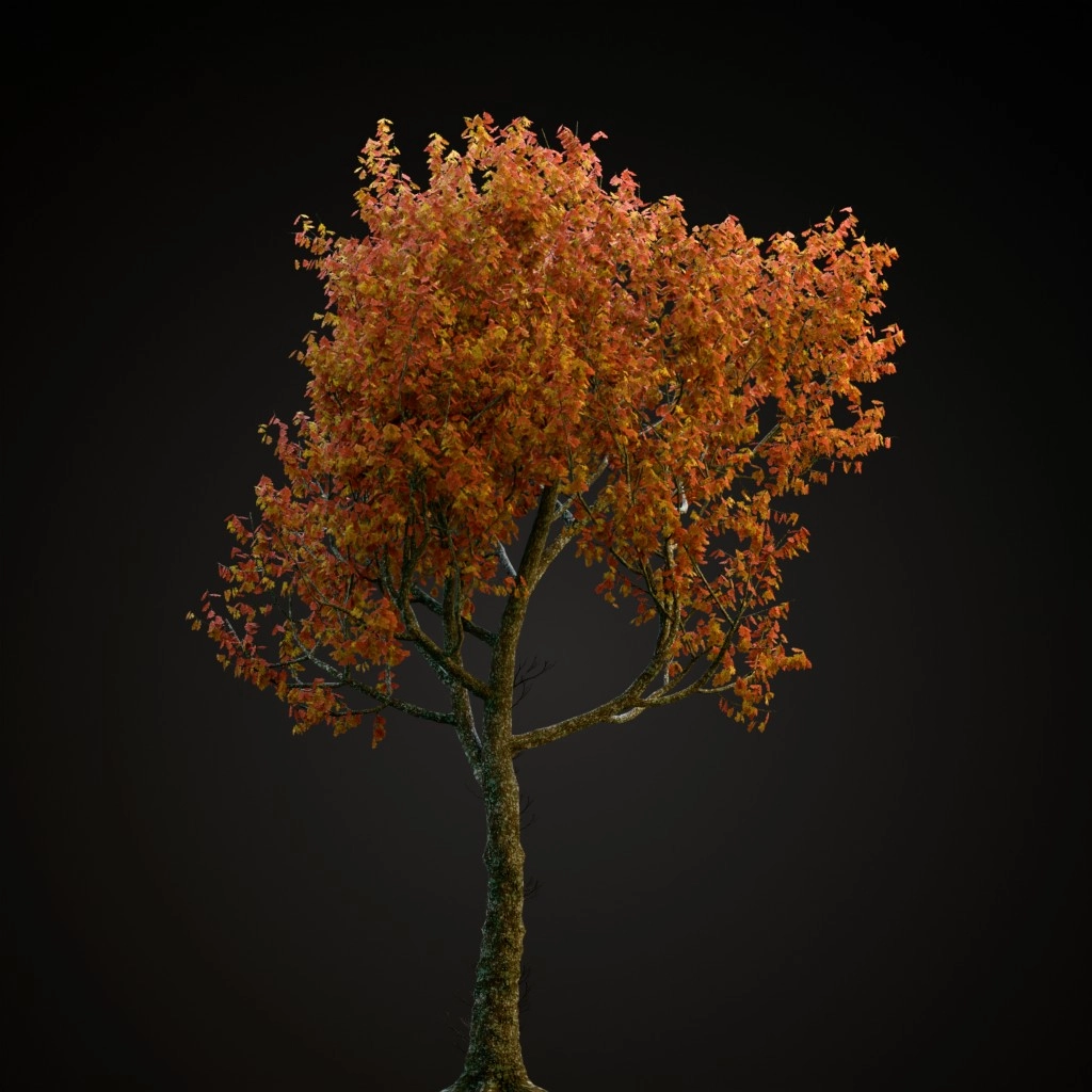 Red Oak