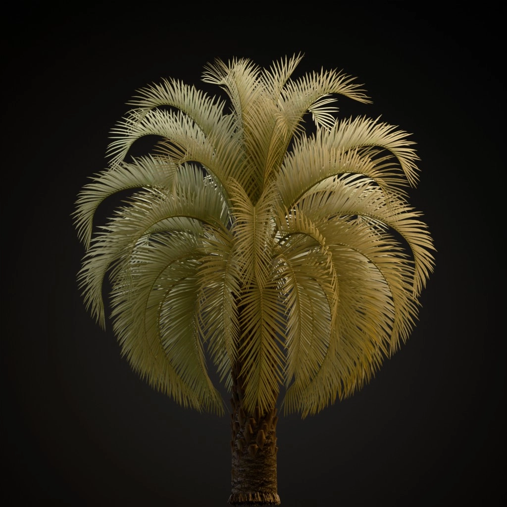 Pindo Palm