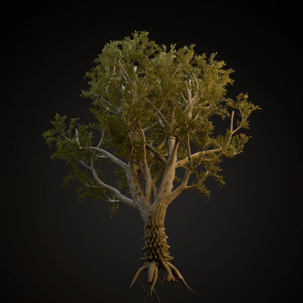 African Olive
