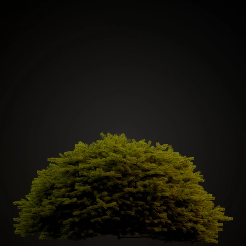 Maxwell's Norway Spruce