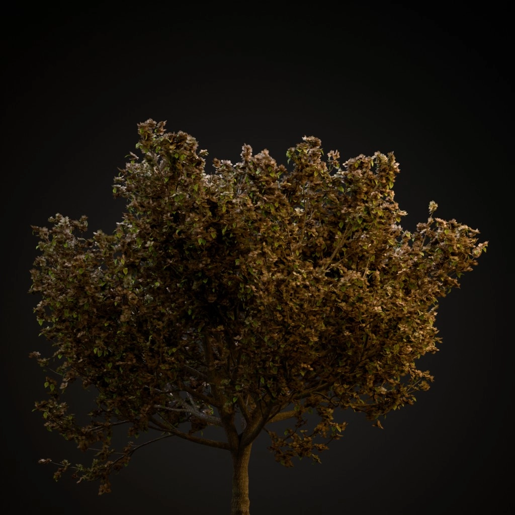 Bradford Pear
