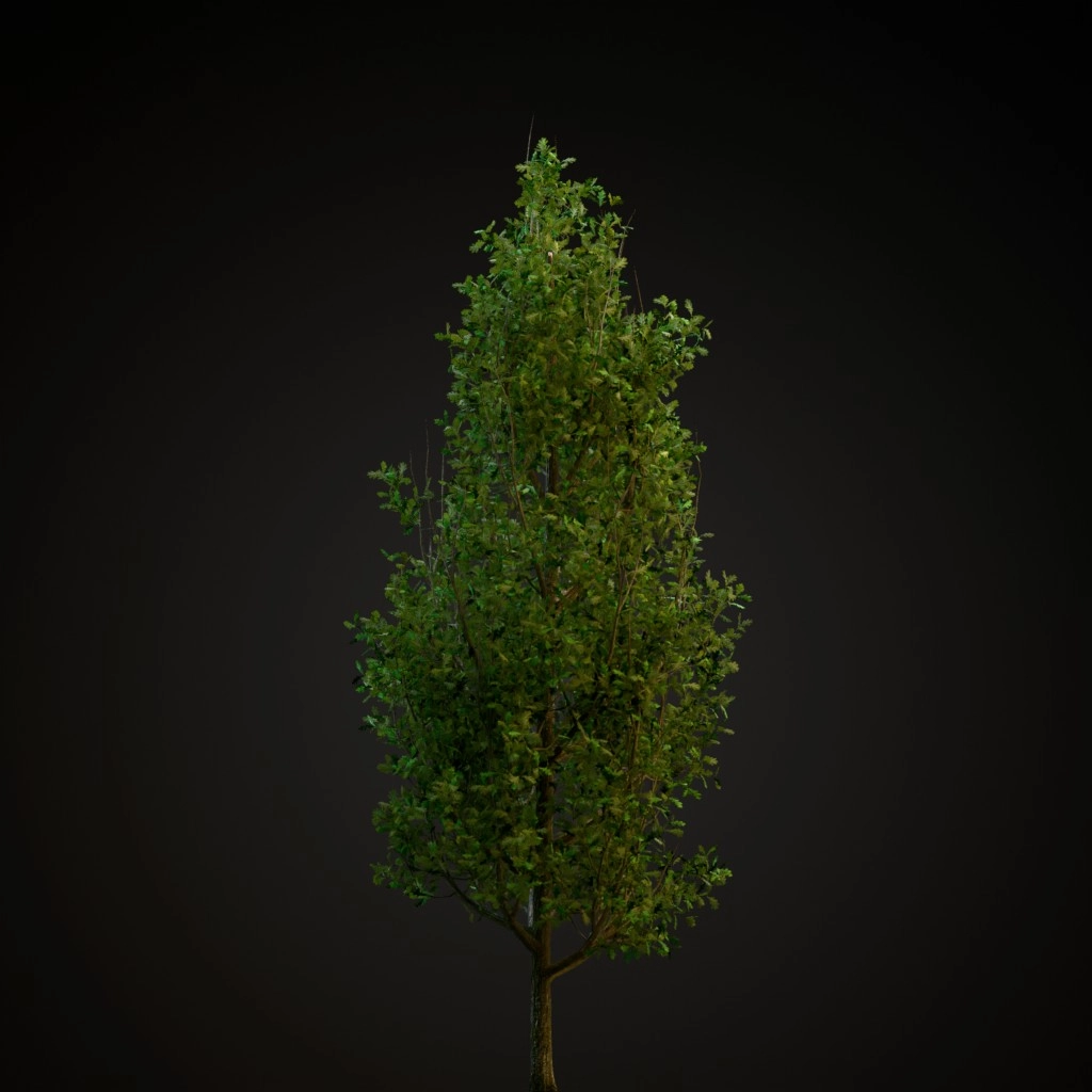 Cypress Oak