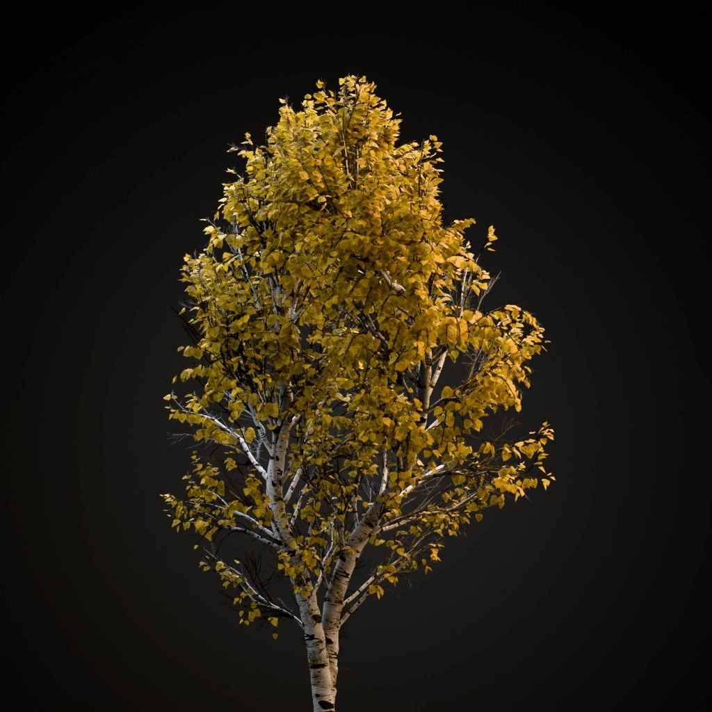 European White Birch
