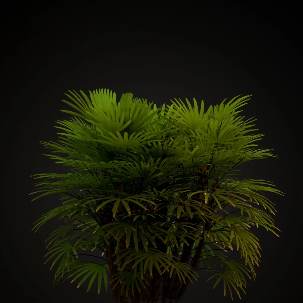 Lady Palm