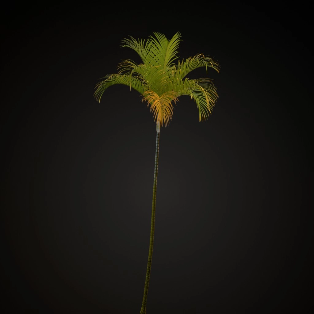 Areca Palm
