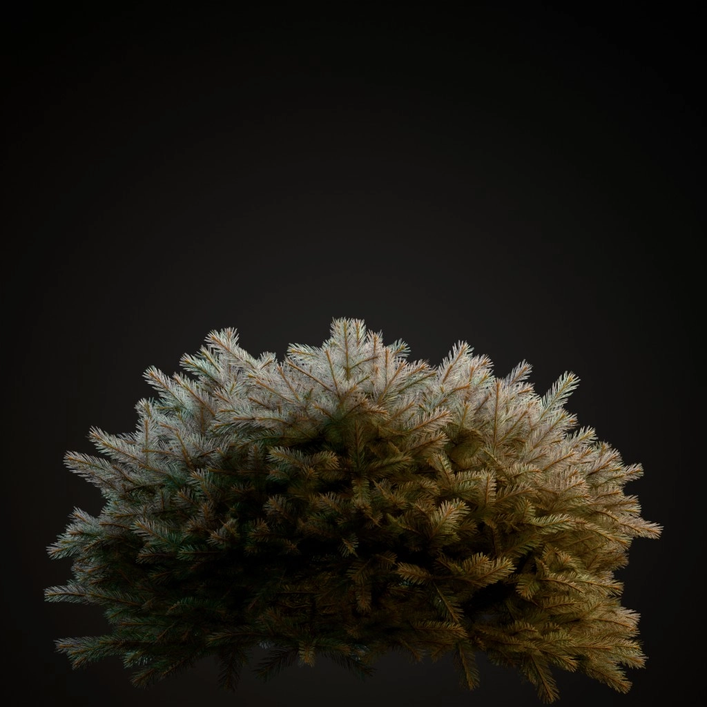Globe Blue Spruce