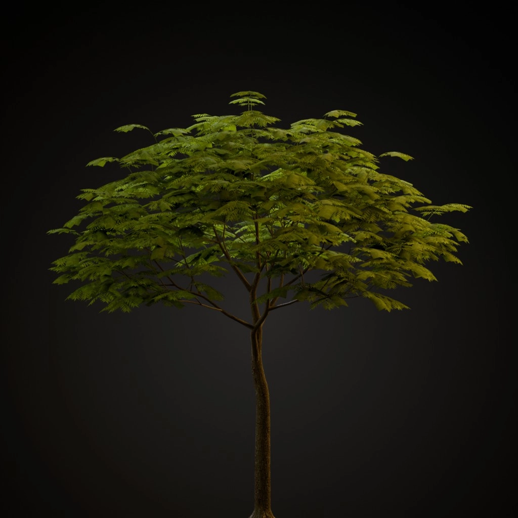 Chinese Flame Tree