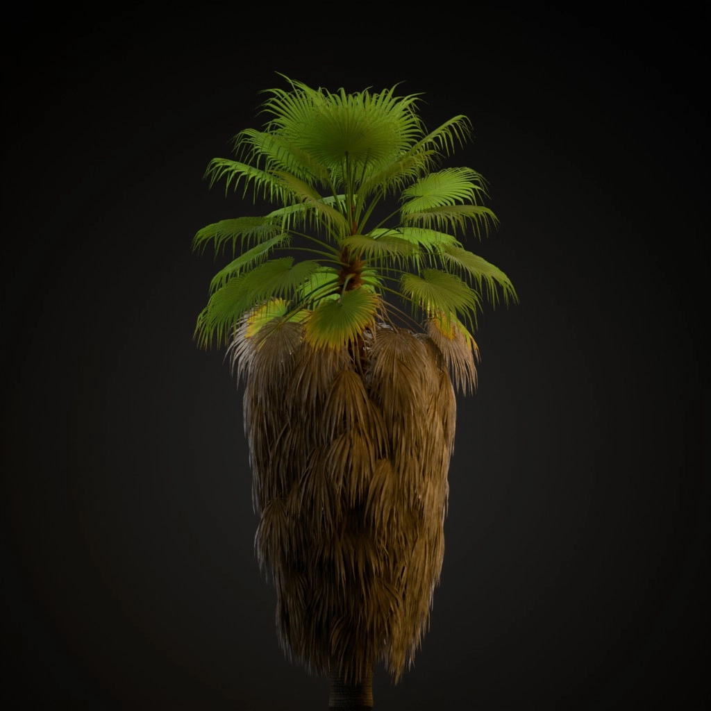 California Fan Palm