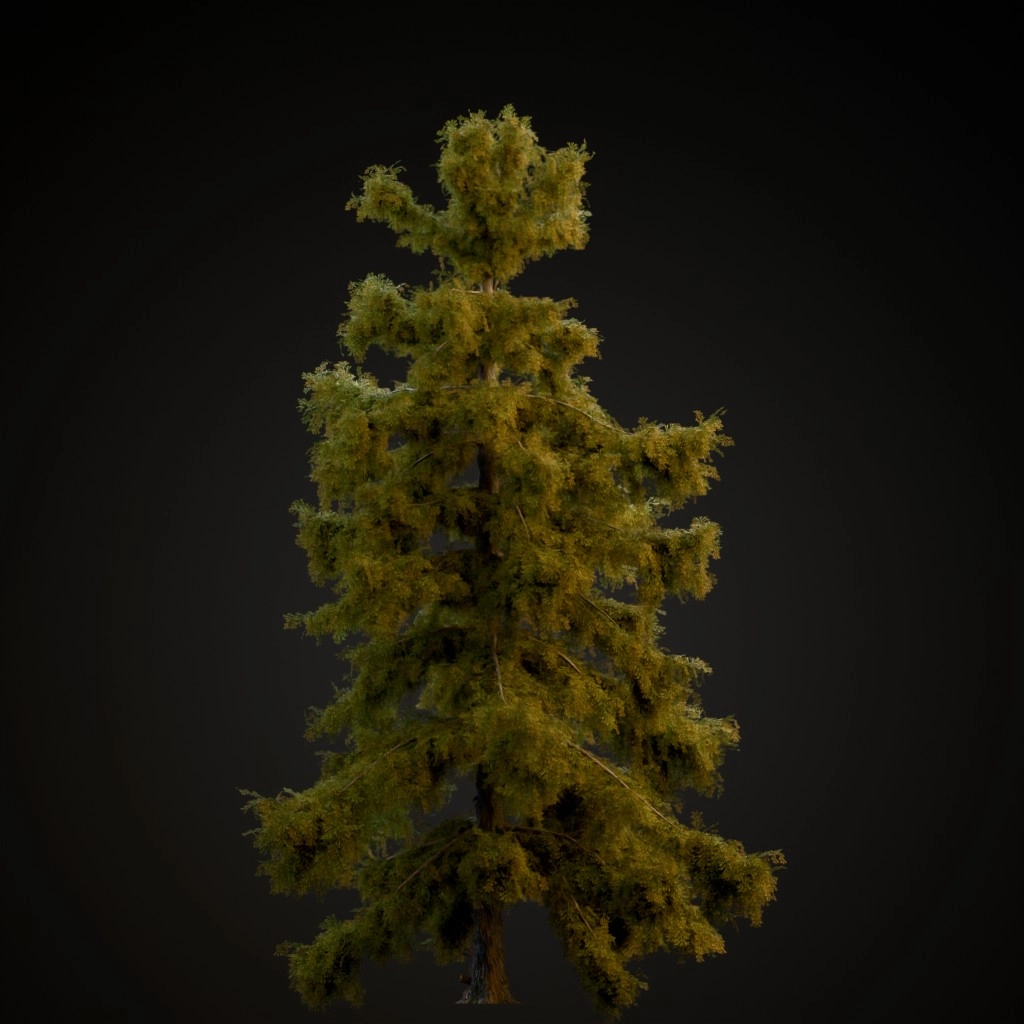 Alaska Cedar
