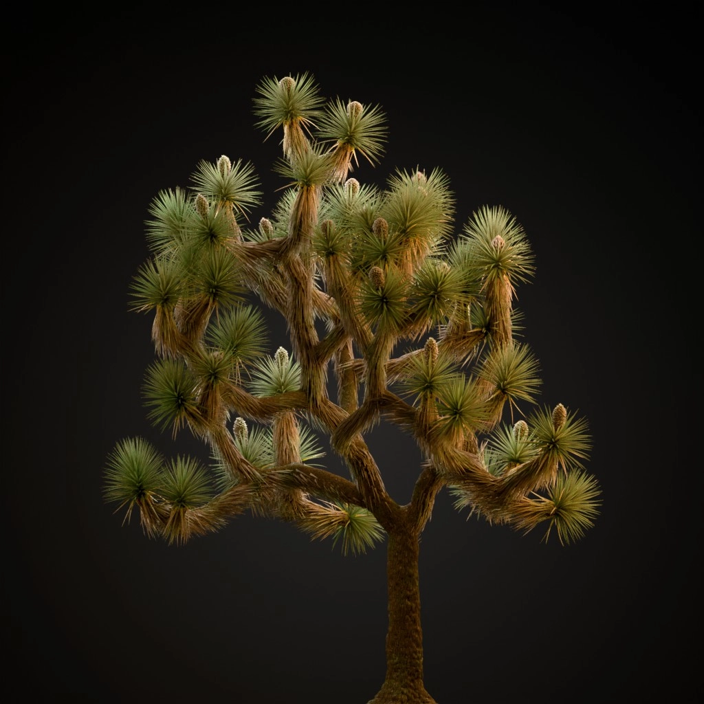 Joshua Tree