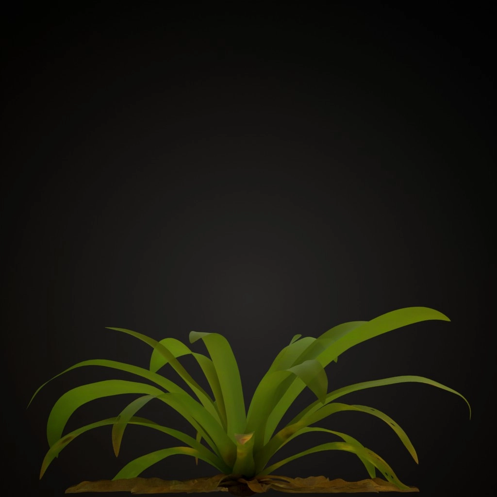 Pink Guzmania