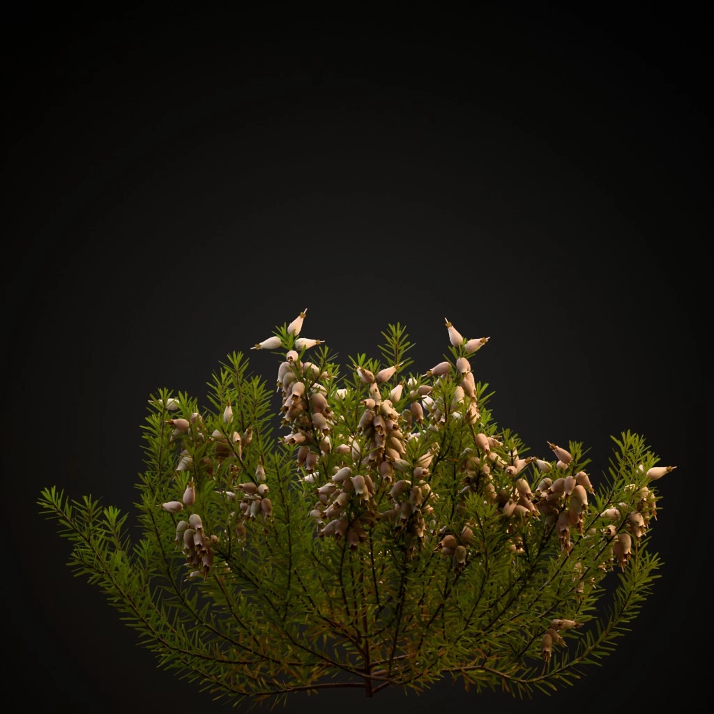 Winter Heath White