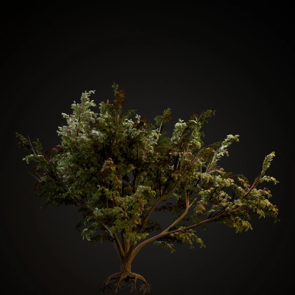 Black Elder