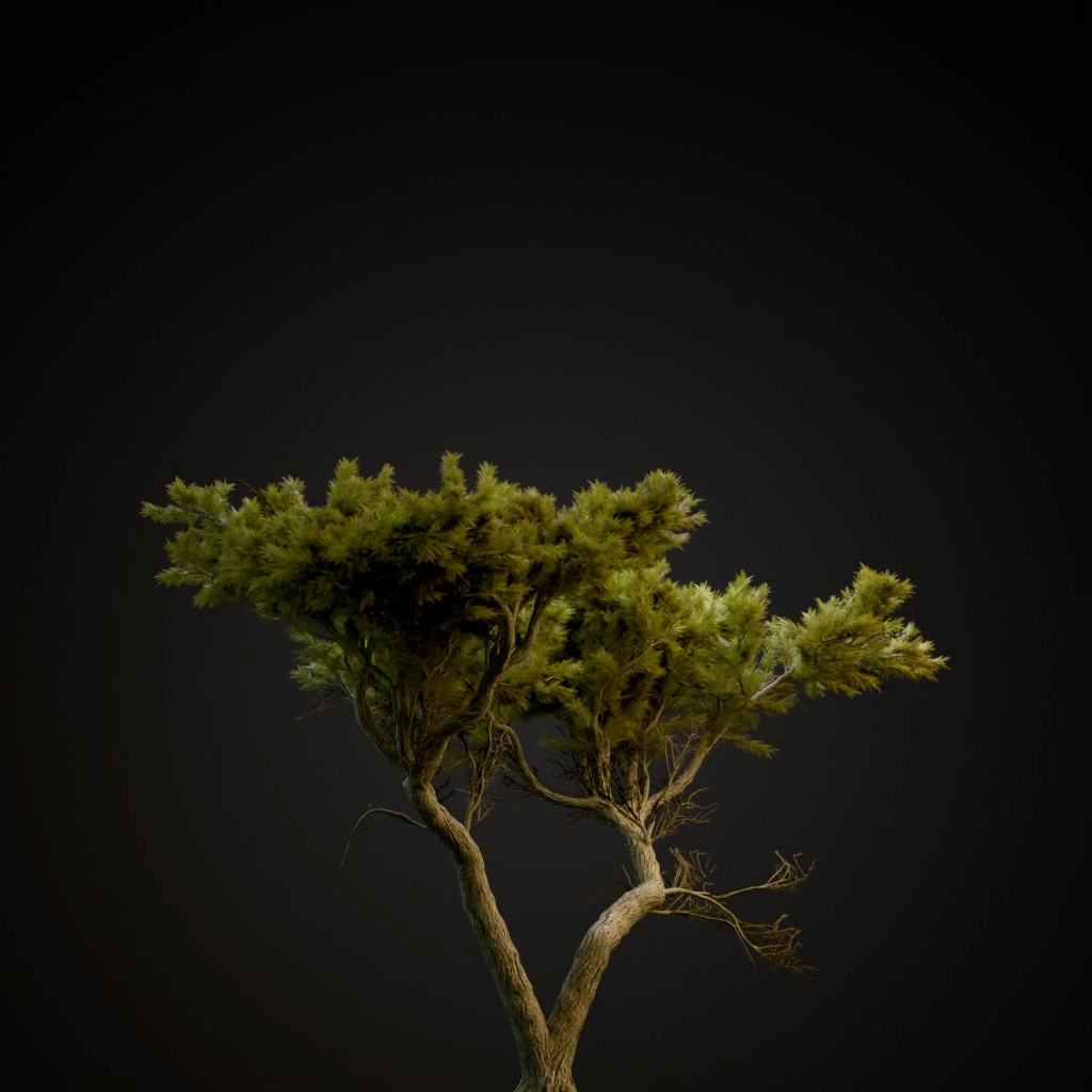 Monterey Cypress