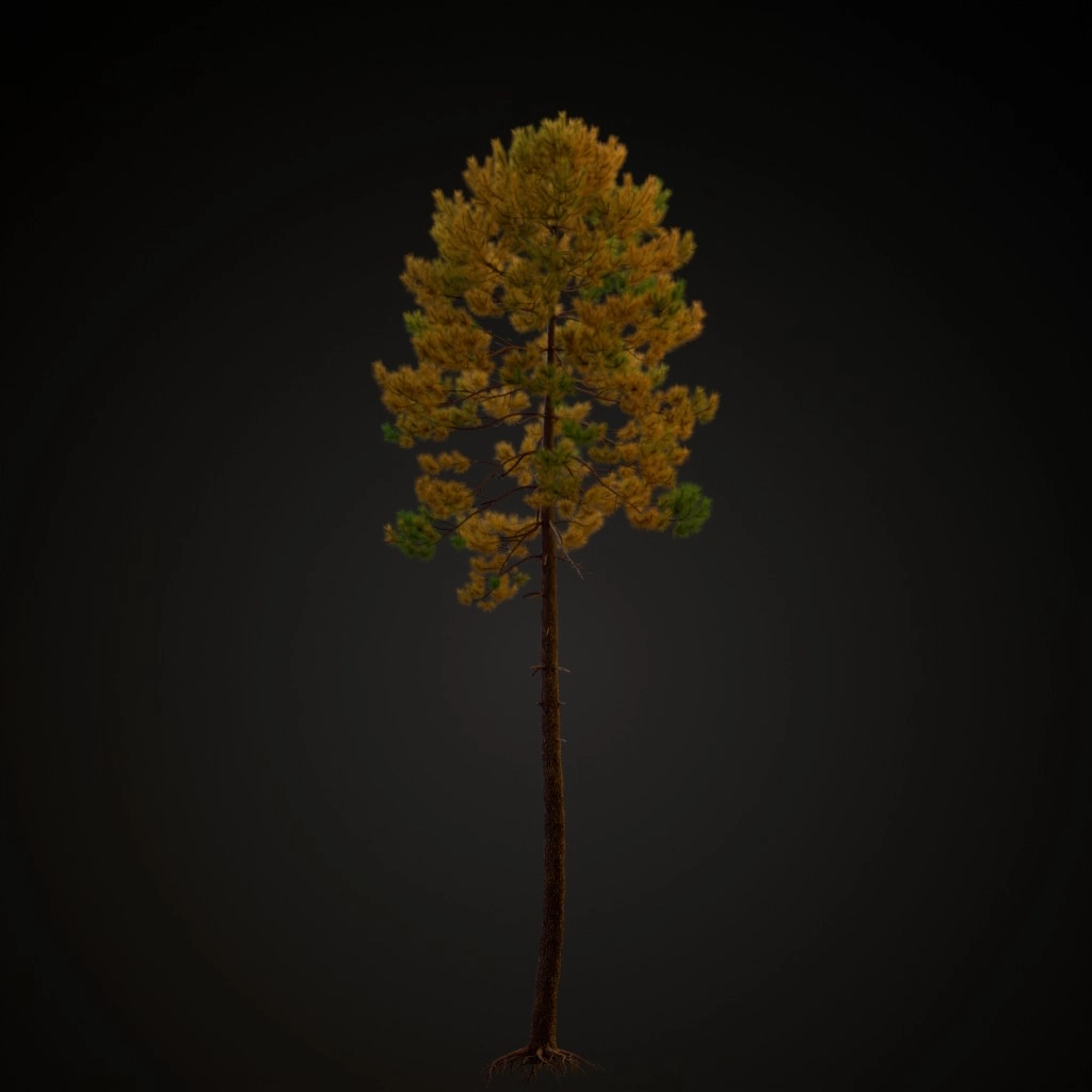 Maritime Pine V2