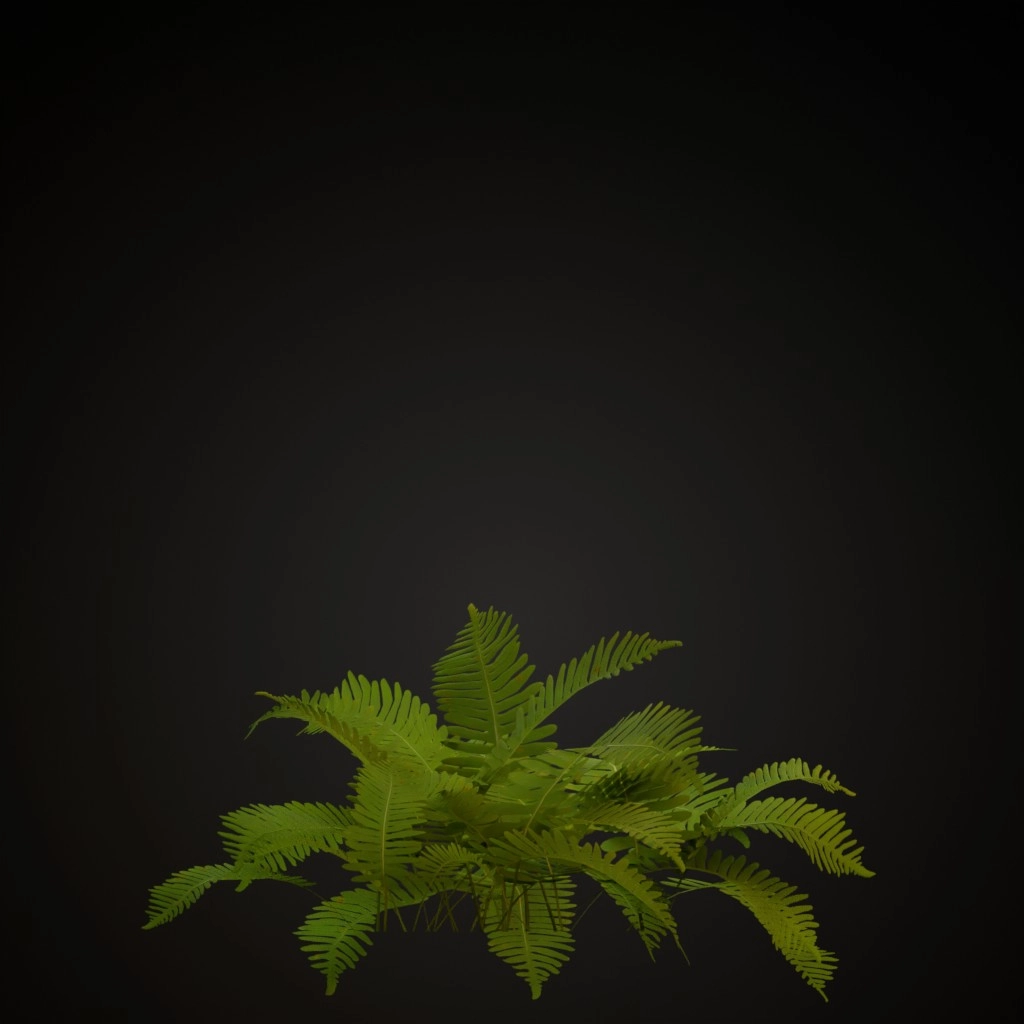 Common Polypody