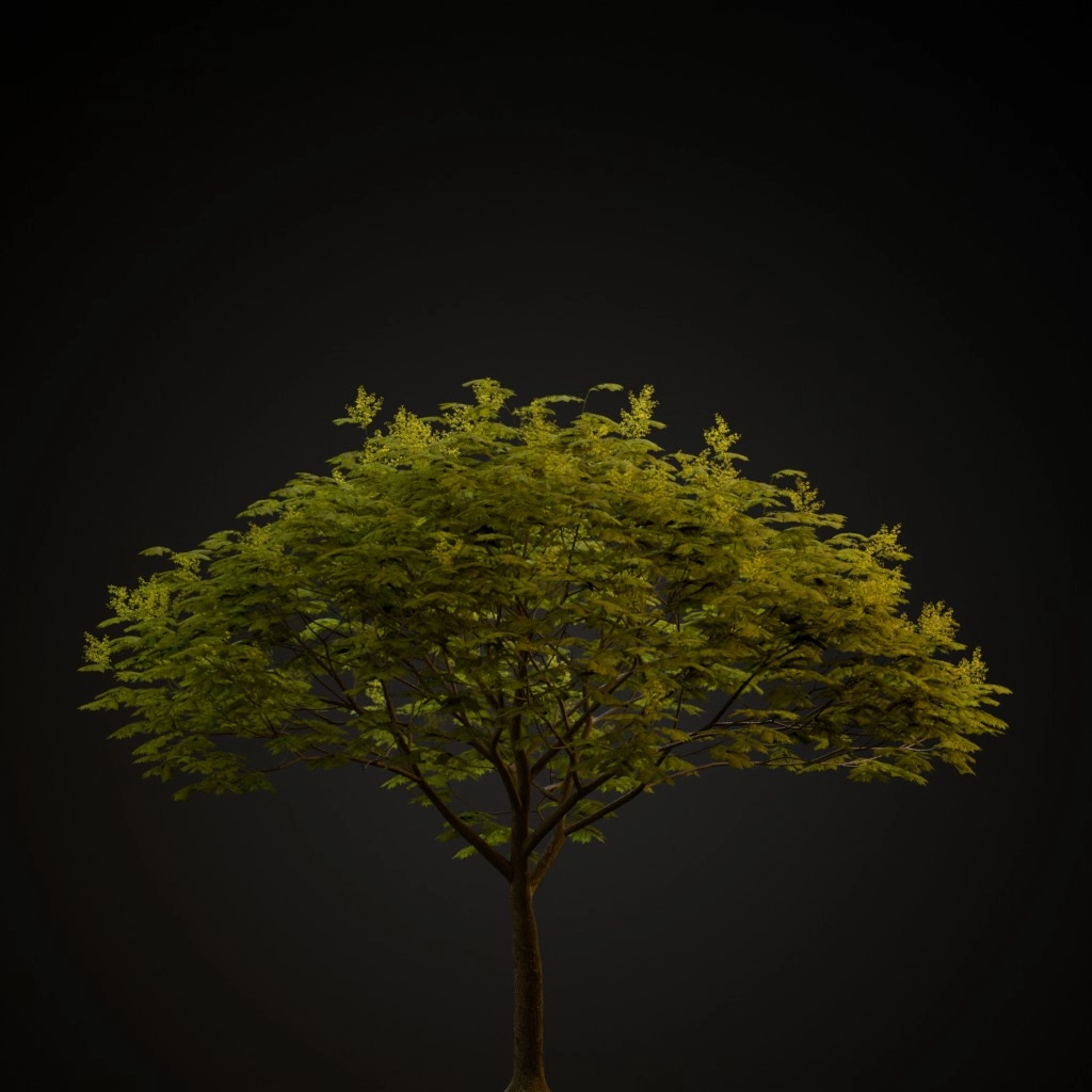 Chinese Flame Tree
