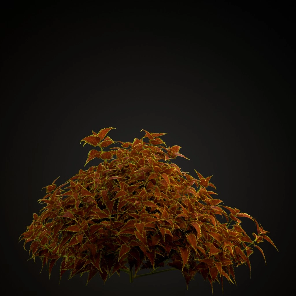 Vulcan Coleus